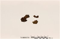 藏品(腎島衣屬)的圖片